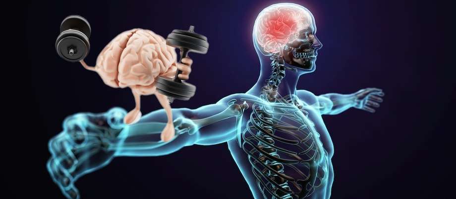 The Science Behind Muscle Memory and How Our Bodies Retain Fitness